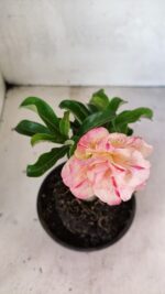 ENXERTO 12448 – 20cm (cor LM 1013) - Imagem 4