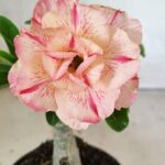 ENXERTO 12448 – 20cm (cor LM 1013)