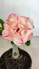 ENXERTO 12448 – 20cm (cor LM 1013)