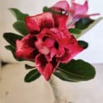 ENXERTO 12449 – 20cm (cor LM 491)