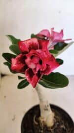 ENXERTO 12449 – 20cm (cor LM 491)