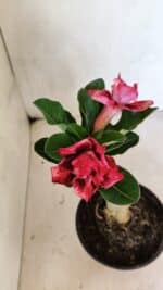 ENXERTO 12449 – 20cm (cor LM 491) - Imagem 4