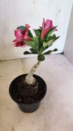 ENXERTO 12449 – 20cm (cor LM 491) - Imagem 5