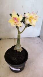 ENXERTO 12450 – 20cm (cor LM 979) - Imagem 2