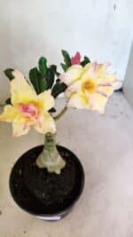 ENXERTO 12450 – 20cm (cor LM 979) - Imagem 3