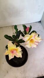 ENXERTO 12450 – 20cm (cor LM 979)