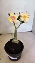 ENXERTO 12450 – 20cm (cor LM 979) - Imagem 8