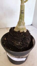 ENXERTO 12450 – 20cm (cor LM 979) - Imagem 7