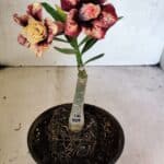 ENXERTO 12451 – 20cm (cor LM 827)