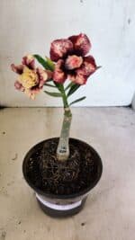 ENXERTO 12451 – 20cm (cor LM 827)