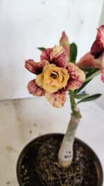 ENXERTO 12451 – 20cm (cor LM 827) - Imagem 3