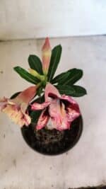 ENXERTO 12451 – 20cm (cor LM 827) - Imagem 5