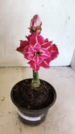 ENXERTO 12452 – 20cm (cor LM 850)