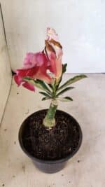 ENXERTO 12452 – 20cm (cor LM 850) - Imagem 4