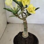 ENXERTO 12453 – 20cm (cor LM 315)