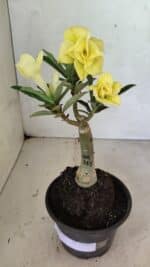 ENXERTO 12453 – 20cm (cor LM 315)