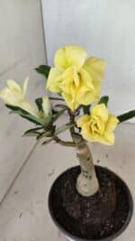 ENXERTO 12453 – 20cm (cor LM 315) - Imagem 3