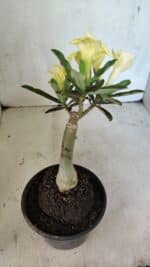 ENXERTO 12453 – 20cm (cor LM 315) - Imagem 4