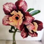 ENXERTO 12454 – 20cm (cor LM 827)