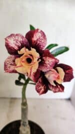 ENXERTO 12454 – 20cm (cor LM 827)