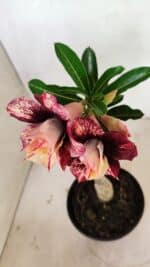 ENXERTO 12454 – 20cm (cor LM 827) - Imagem 4