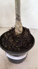 ENXERTO 12454 – 20cm (cor LM 827) - Imagem 7