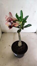 ENXERTO 12454 – 20cm (cor LM 827) - Imagem 6