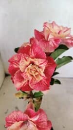 ENXERTO 12456 – 20cm (cor LM 582)