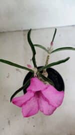 ENXERTO 12457 – 20cm (cor LM 512) - Imagem 4