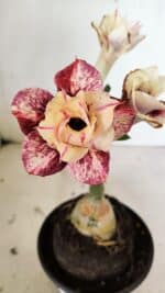 ENXERTO 12458 – 20cm (cor LM 827)