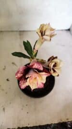 ENXERTO 12458 – 20cm (cor LM 827) - Imagem 4