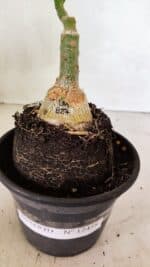 ENXERTO 12458 – 20cm (cor LM 827) - Imagem 7