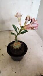 ENXERTO 12458 – 20cm (cor LM 827) - Imagem 6