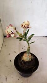 ENXERTO 12458 – 20cm (cor LM 827) - Imagem 5