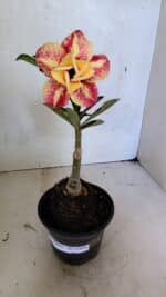 ENXERTO 12459 – 20cm (cor LM 395) - Imagem 2