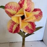 ENXERTO 12459 – 20cm (cor LM 395)