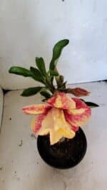 ENXERTO 12459 – 20cm (cor LM 395) - Imagem 4