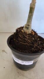 ENXERTO 12459 – 20cm (cor LM 395) - Imagem 6