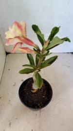 ENXERTO 12459 – 20cm (cor LM 395) - Imagem 5