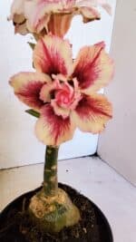 ENXERTO 12460 – 20cm (cor LM 964)