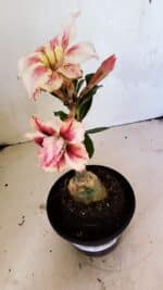 ENXERTO 12460 – 20cm (cor LM 964) - Imagem 4