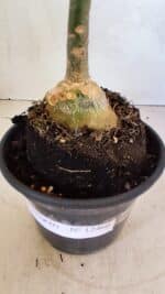 ENXERTO 12460 – 20cm (cor LM 964) - Imagem 7