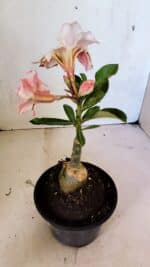 ENXERTO 12460 – 20cm (cor LM 964) - Imagem 6