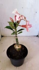 ENXERTO 12460 – 20cm (cor LM 964) - Imagem 5