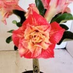 ENXERTO 12461 – 20cm (cor LM 582)