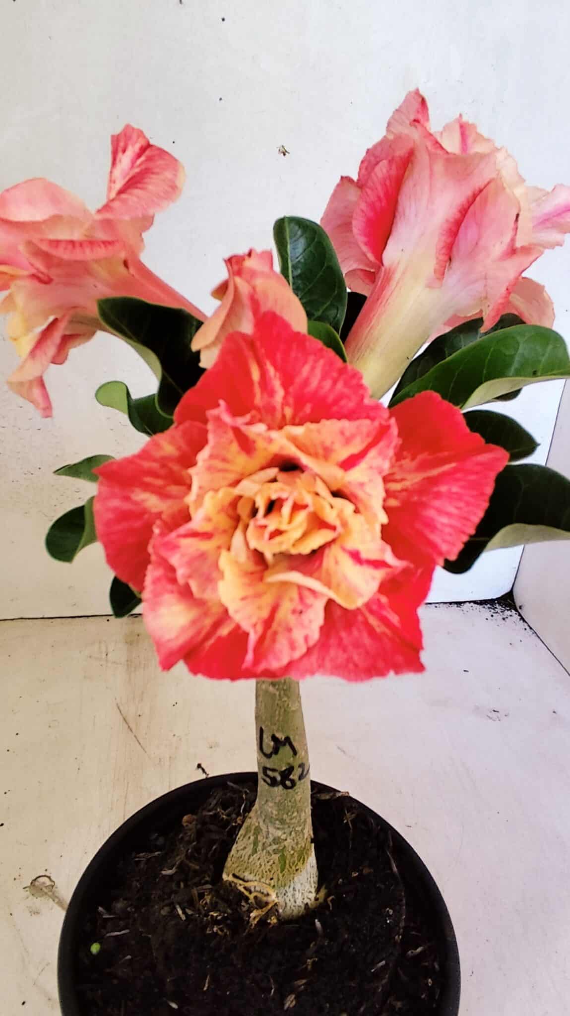 ENXERTO 12461 (2) ENXERTO 12461 – 20cm (cor LM 582) - Imagem 1