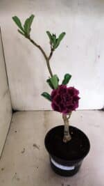 ENXERTO 12462 – 25cm (cor LM 973) - Imagem 2