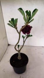 ENXERTO 12462 – 25cm (cor LM 973) - Imagem 4