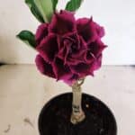 ENXERTO 12462 – 25cm (cor LM 973)