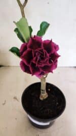 ENXERTO 12462 – 25cm (cor LM 973)